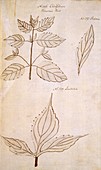 Plant leaves,18th century