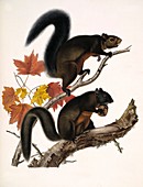 American squirrels,19th century