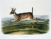 Long-tailed deer,19th century artwork