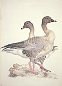 Bean goose,19th century