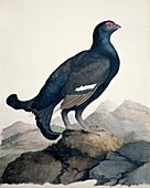 Black grouse,19th century