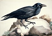 Common raven,19th century artwork