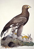 Golden eagle,19th century artwork