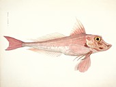 Red gurnard,19th century artwork