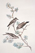 Spotted flycatcher,19th century