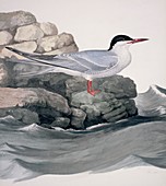 Common tern,19th century artwork