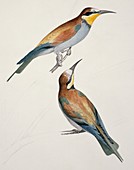 European bee-eaters,19th century artwork