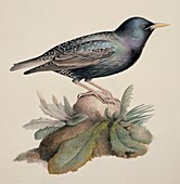 European starling,19th century