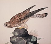 Common kestrel,19th century