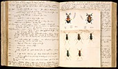 Beetles,18th century illustration