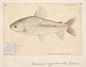 Leporinus fish,artwork