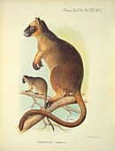 Lumholtz's tree-kangaroo,20th century