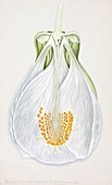 Abutilon darwini flower,20th century