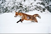 Red fox in snow