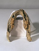 Homo erectus lower jaw