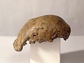 Homo erectus cranium