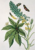 Insects of Surinam,18th century