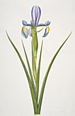 Iris flower,20th century