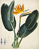Strelitzia sp. flower,artwork