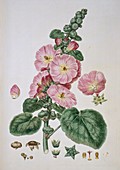 Hollyhock (Alcea rosea),artwork