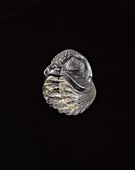 Phacops trilobite fossil