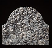 Ammonite memorial stone