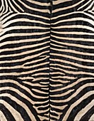 Zebra skin