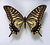 Asian swallowtail butterfly