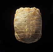 Fossilised tortoise shell