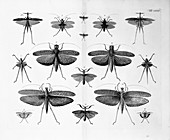 Winged insects,18th century illustration