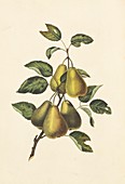 Pears,19th century
