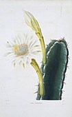Cereus cactus,19th century