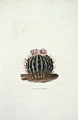 Echinocactus cactus,19th century