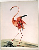 American flamingo,18th century artwork