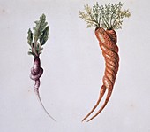 Radish and carrot,artwork