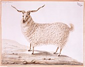 Angora goat,18th century