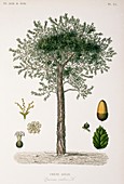 Cork oak tree,19th century