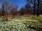 Anemone nemorosa