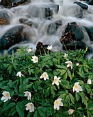 Anemone nemorosa