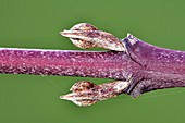 Dogwood (Cornus sanguinea)