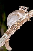 White-footed sportive lemur