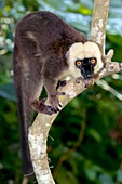 White-headed lemur male