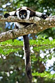 Black-and-white ruffed lemur