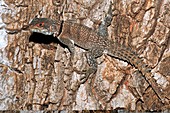Madagascar spiny-tailed iguana