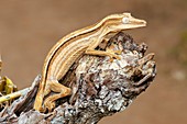 Lined leaf-tailed gecko