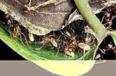 Weaver ants building a nest
