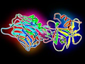 Clostridium botulinum toxin fragment