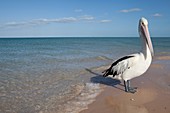 Australian Pelican