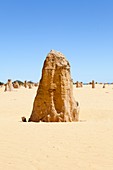 Limestone pinnacles desert,Australia