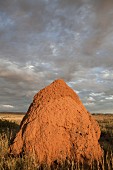 Termite mound,Exmouth,Australia